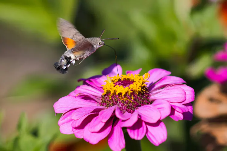 De kolibrievlinder bezoekt op één dag soms wel 500 bloemen.